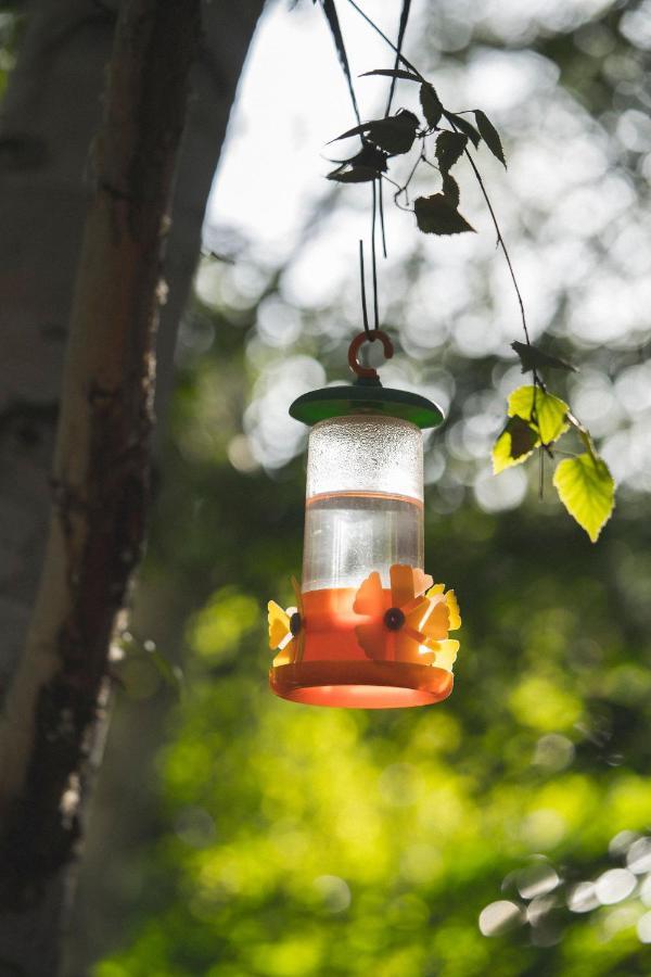 El Colibri Cabanas De La Naturaleza 트렐레우 외부 사진